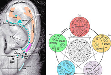 Funktionelle Myodiagnostik